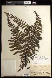 Diplazium griffithii image
