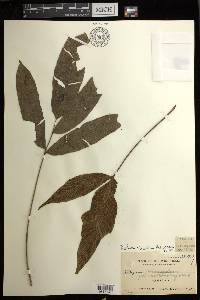 Diplazium fraxinifolium image