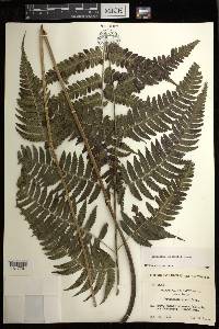 Diplazium griffithii image