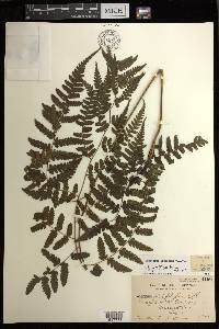 Diplazium griffithii image