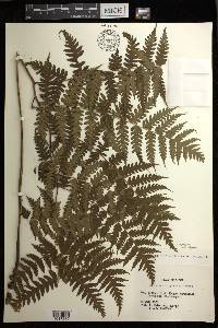 Diplazium nipponicolum image