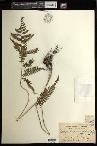 Diplazium deltoideum image