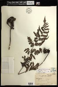 Diplazium griffithii image