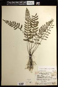 Diplazium geophilum image