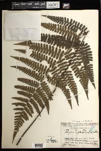 Diplazium cyatheifolium image