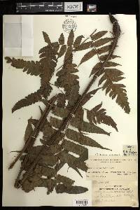 Diplazium davaoense image