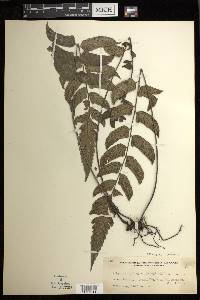 Diplazium cultratum image