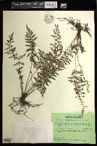 Diplazium geophilum image