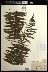 Diplazium fructuosum image