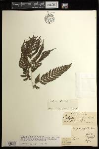Diplazium griffithii image