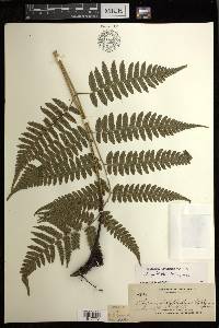 Diplazium griffithii image