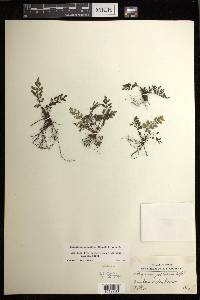 Diplazium geophilum image