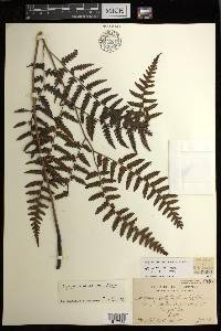 Diplazium griffithii image
