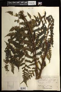 Diplazium fuertesii image