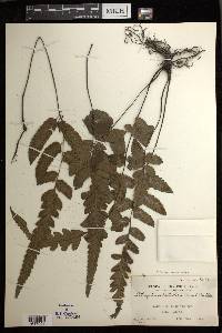 Diplazium petiolare image
