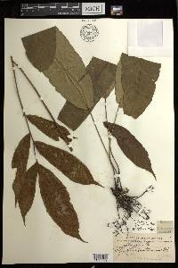 Diplazium fraxinifolium image