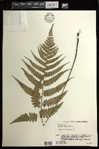 Diplazium griffithii image