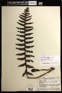 Diplazium fuliginosum image