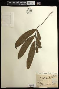Diplazium fraxinifolium image