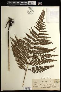Diplazium deltoideum image