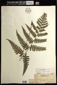 Diplazium griffithii image