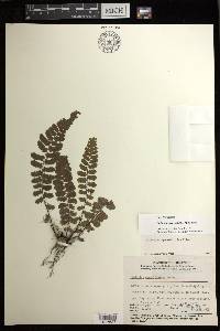 Diplazium egenolfioides image