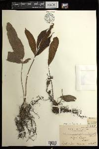 Diplazium fraxinifolium image