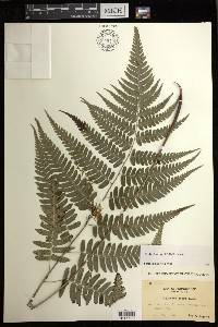 Diplazium griffithii image