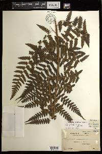Diplazium griffithii image