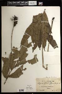 Diplazium fraxinifolium image