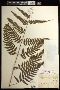 Diplazium griffithii image