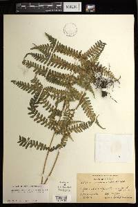 Deparia petersenii subsp. congrua image