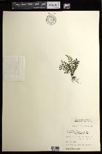 Diplazium geophilum image