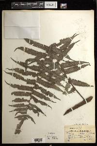 Diplazium fructuosum image