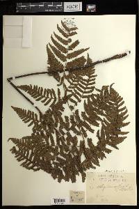 Diplazium cyatheifolium image