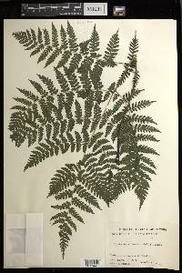Diplazium chinense image