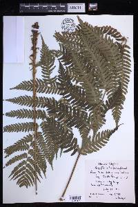 Dryopteris celsa image