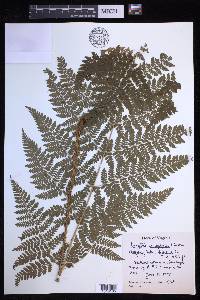 Dryopteris campyloptera image