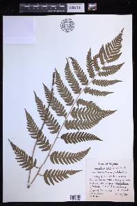 Dryopteris celsa image