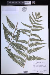 Dryopteris celsa image