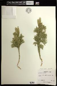 Dendrolycopodium dendroideum image