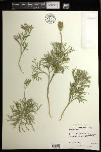 Diphasiastrum tristachyum image