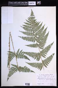 Dryopteris × triploidea image