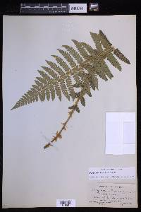 Polystichum braunii image