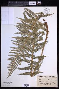 Polystichum andersonii image