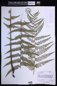 Dryopteris ludoviciana image