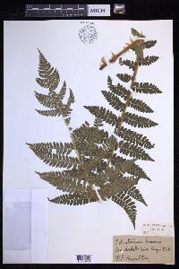 Polystichum braunii image