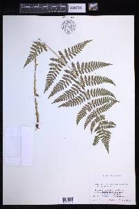 Dryopteris × triploidea image