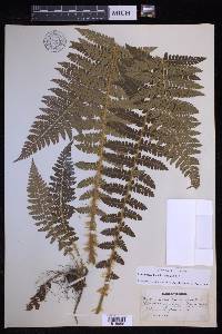 Polystichum braunii image