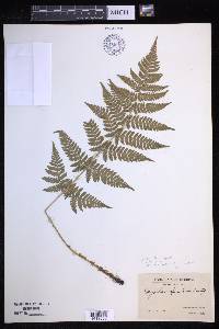 Dryopteris × triploidea image